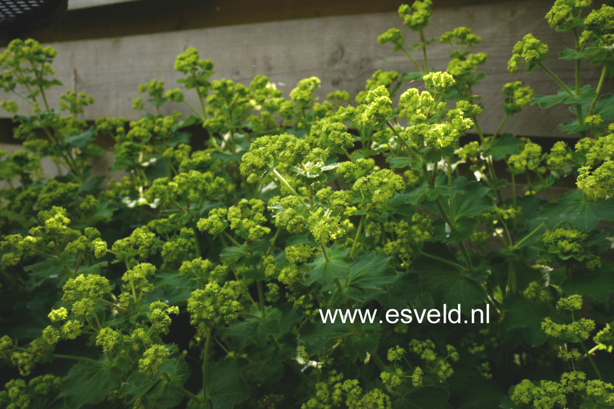 Alchemilla mollis
