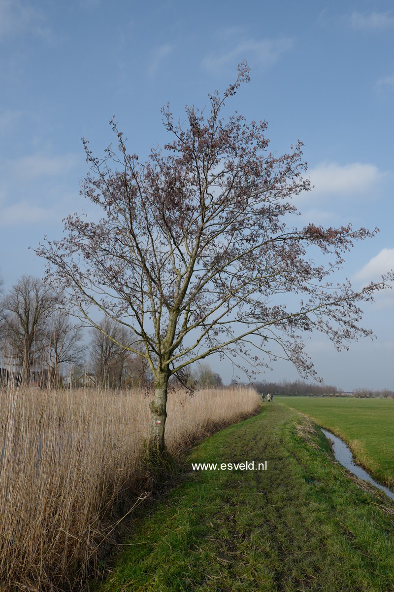 Alnus glutinosa