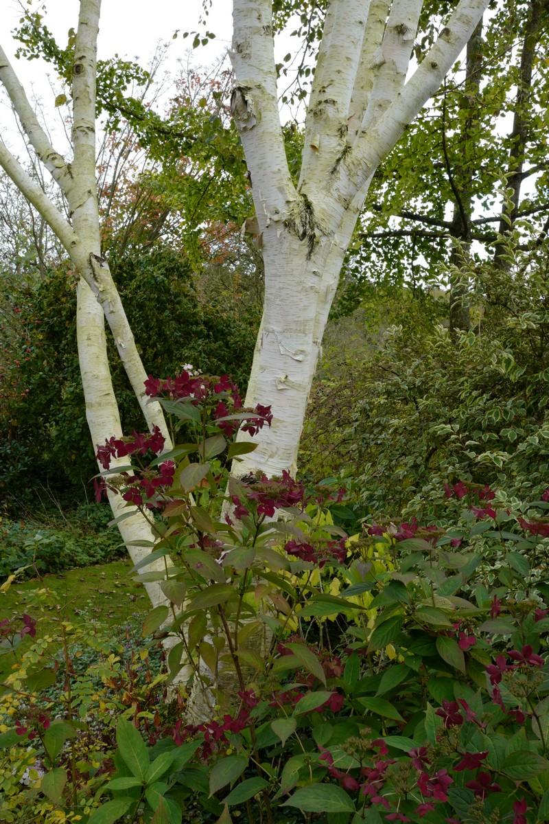 Betula albosinensis