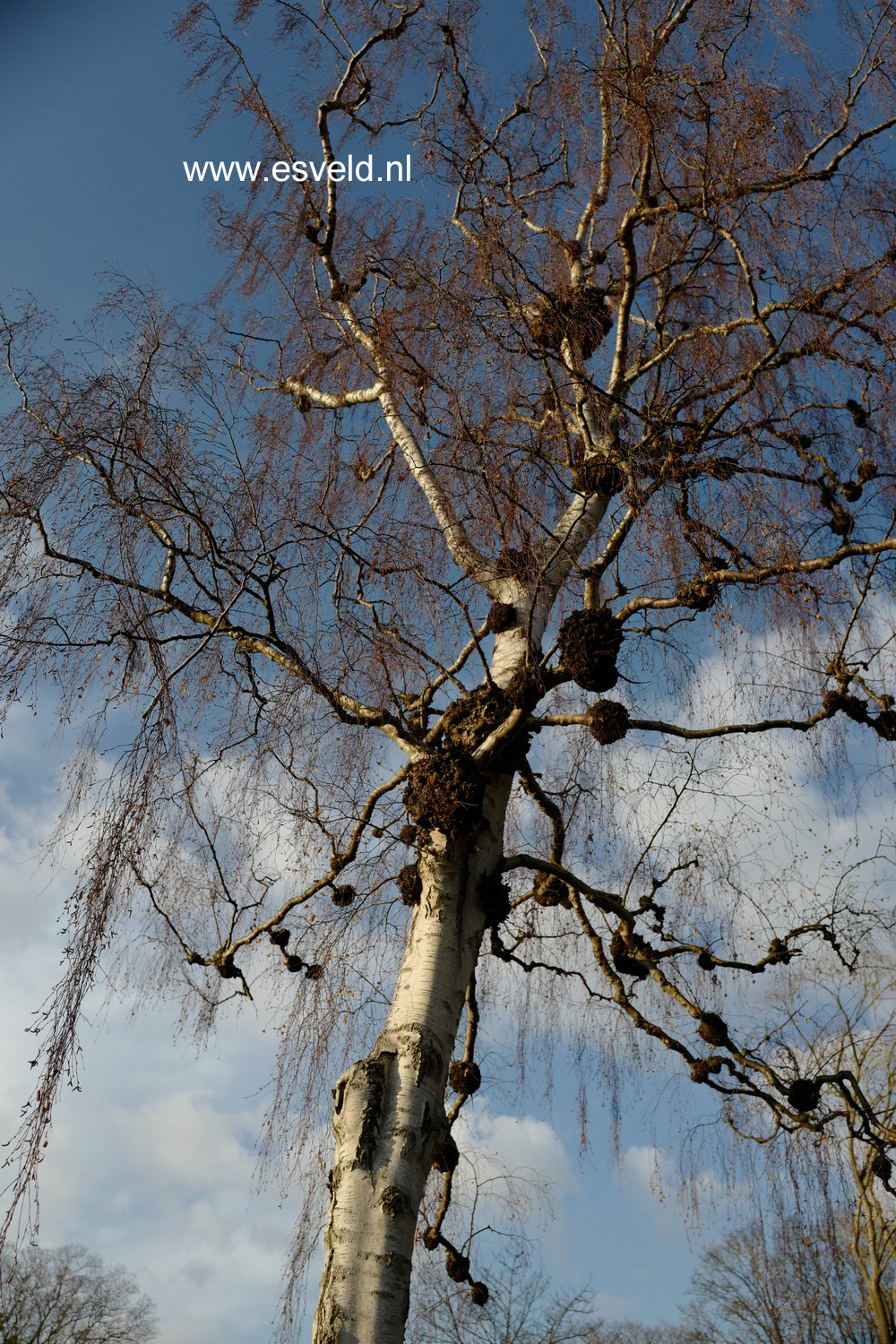 Betula pendula