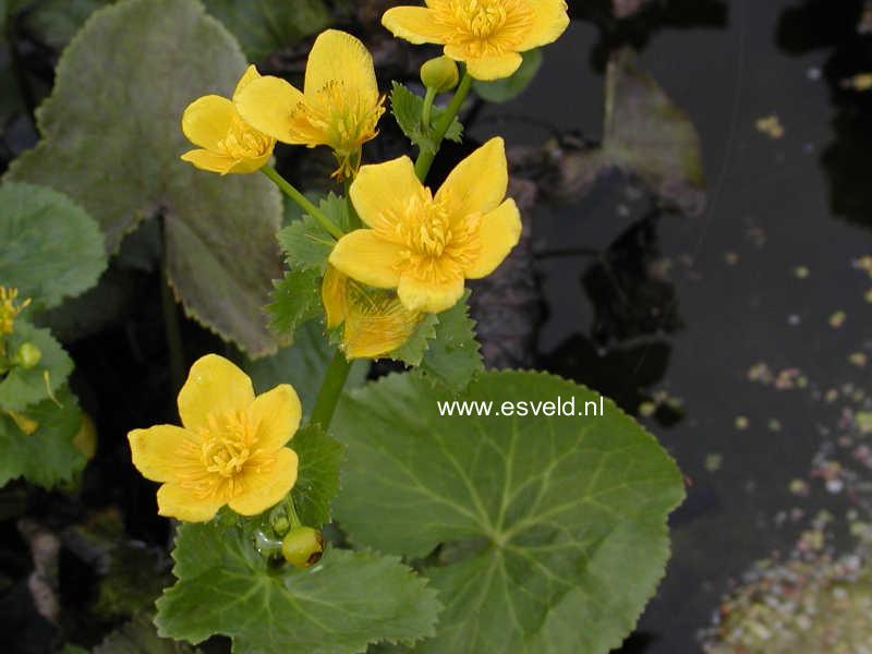 Caltha palustris