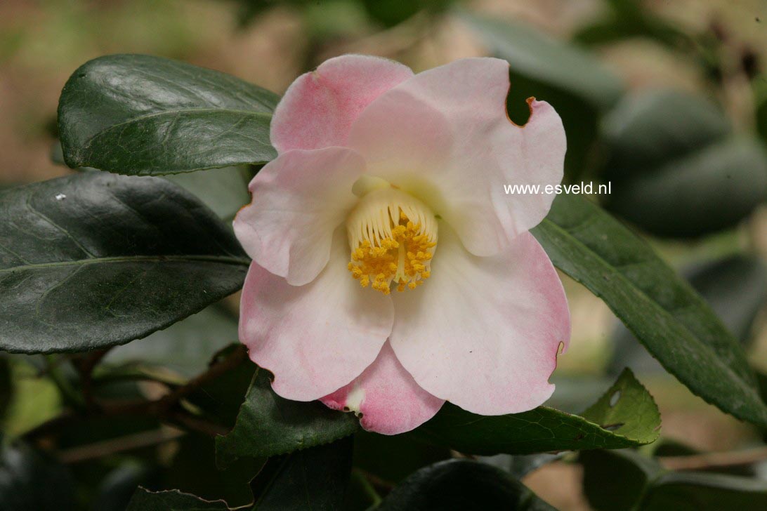 Camellia japonica