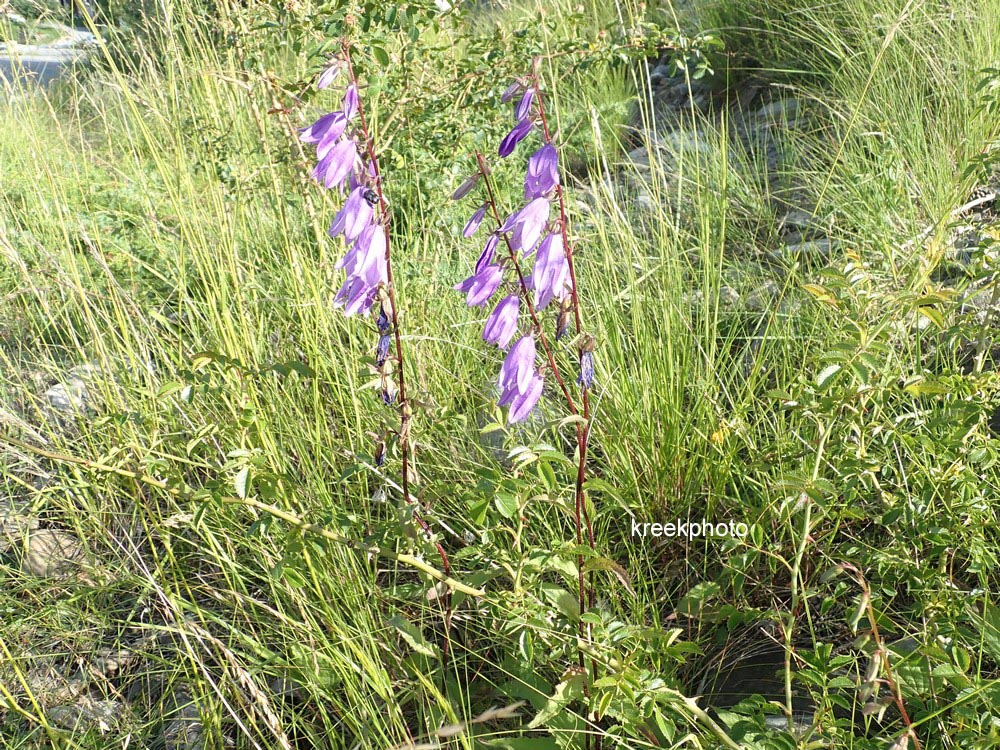Campanula rapunculoides