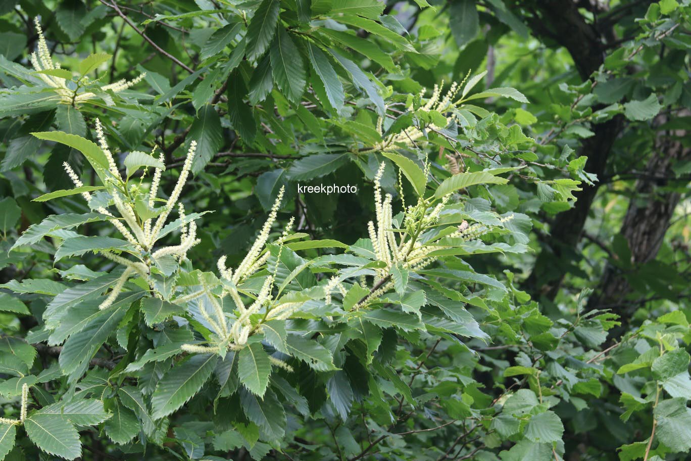 Castanea sativa