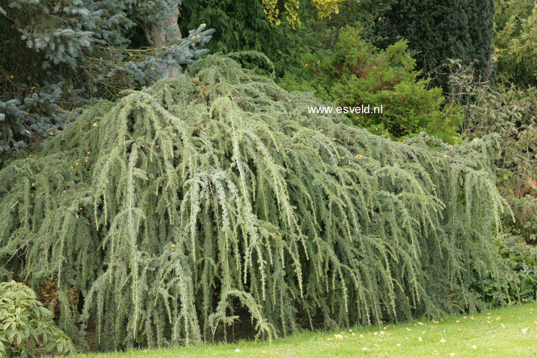 Cedrus libani 'Glauca Pendula'