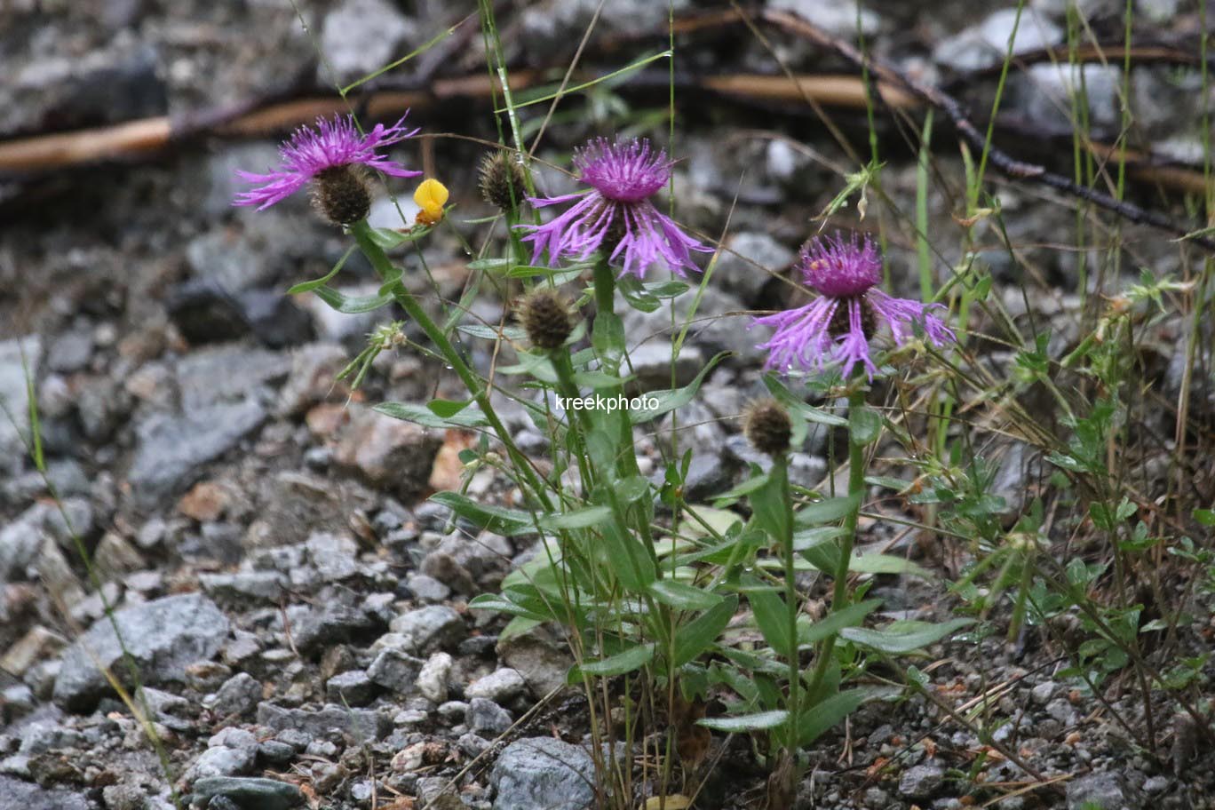 Centaurea montana
