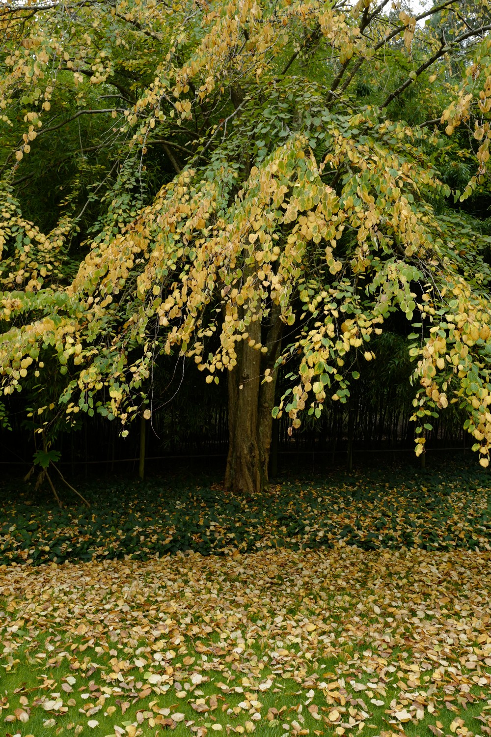 Cercidiphyllum japonicum 'Pendulum'
