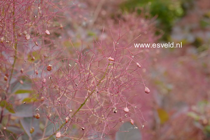 Cotinus coggygria 'Royal Purple'