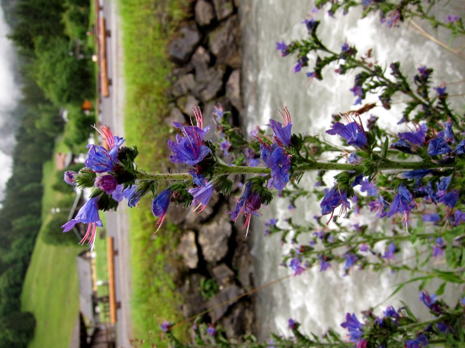 Echium vulgare