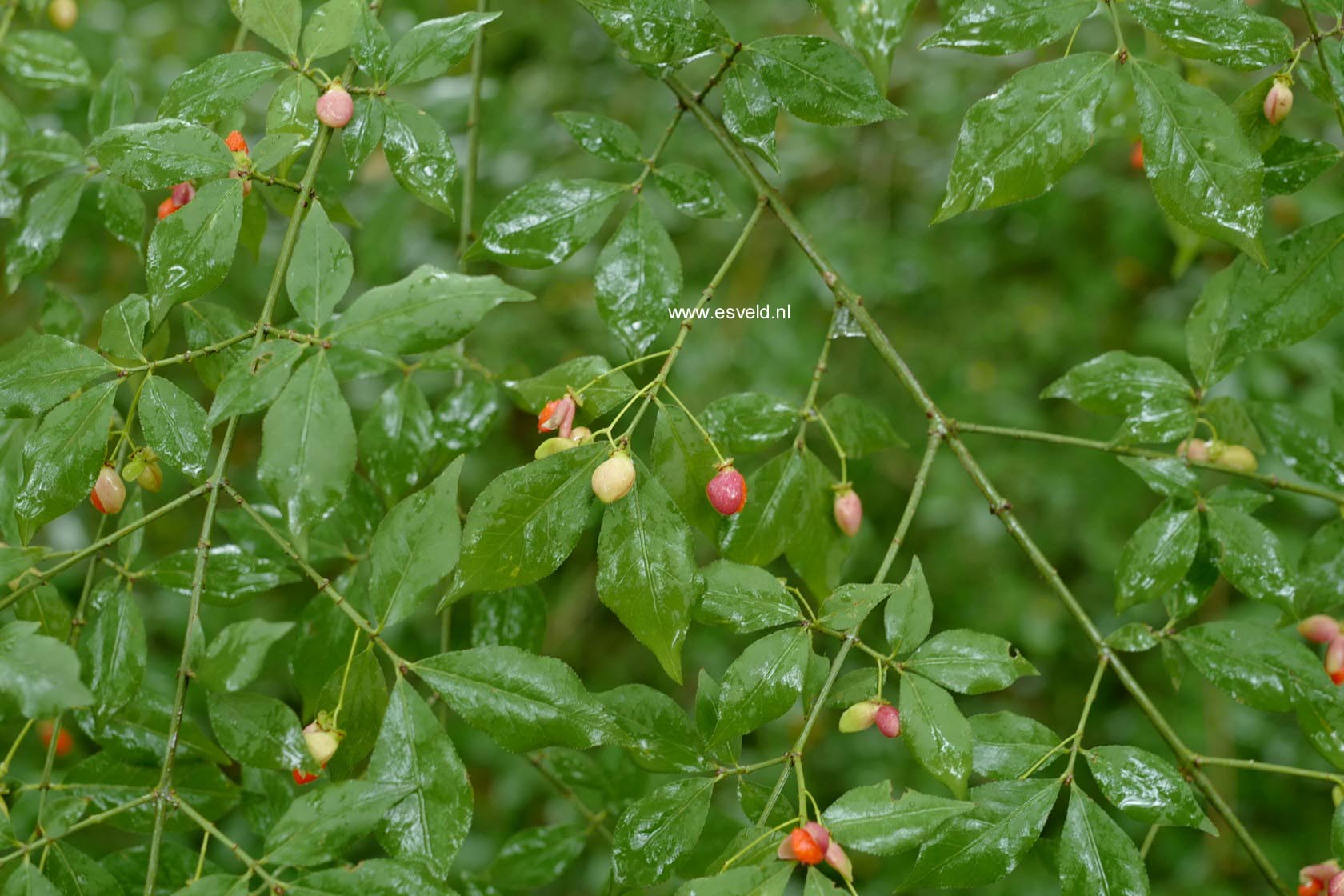 Euonymus alatus