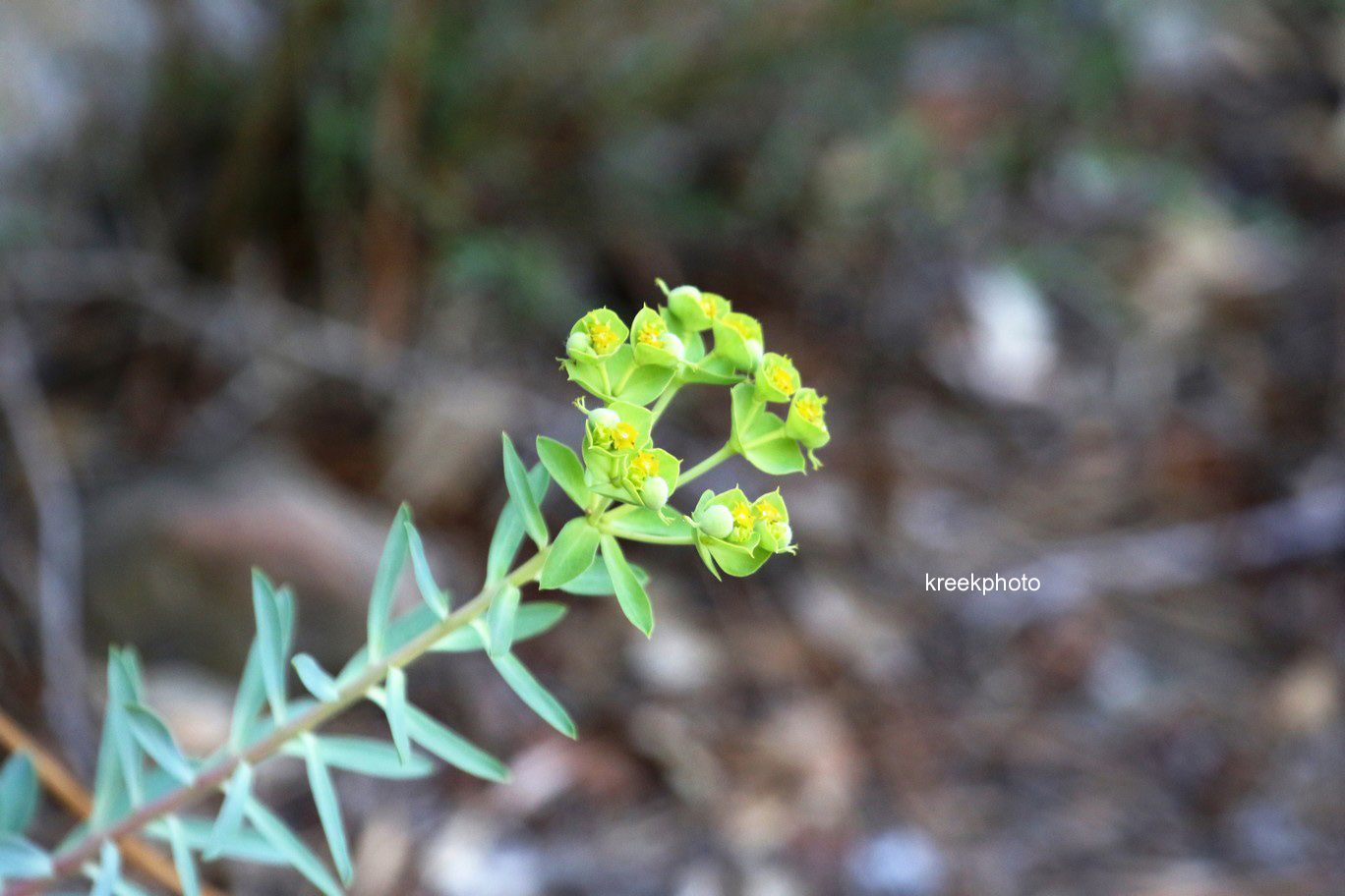 Euphorbia cyparissias