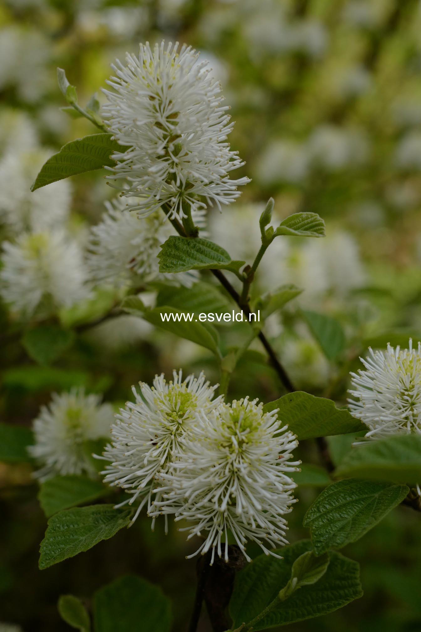 Fothergilla major