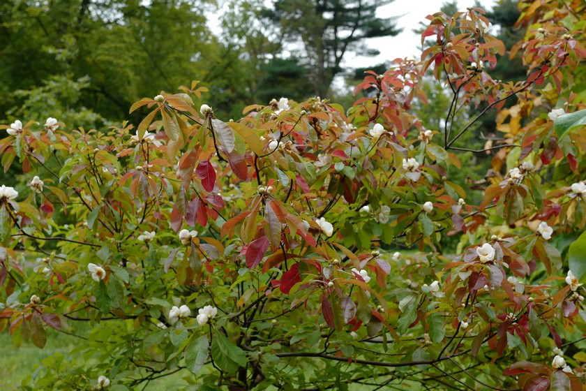 Franklinia alatamaha