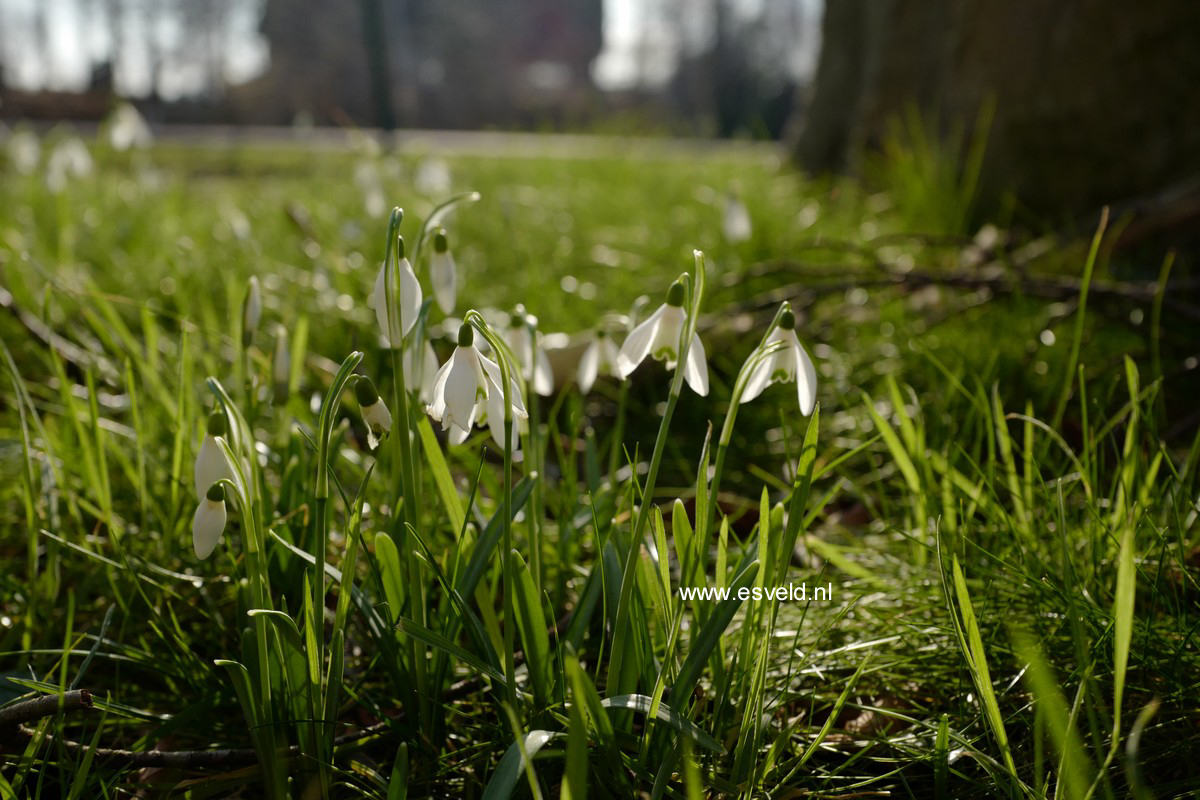 Galanthus nivalis