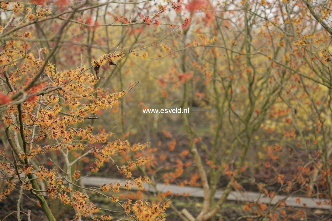 Hamamelis intermedia