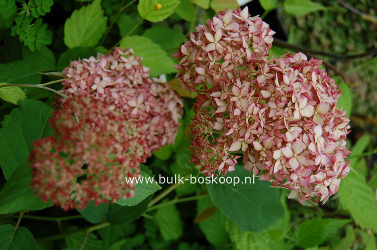 Hydrangea arborescens 'Ncha1' (INVINCIBELLE SPIRIT)