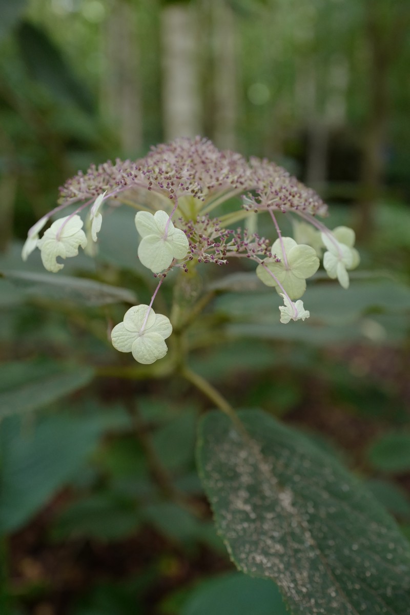 Hydrangea aspera sargentiana