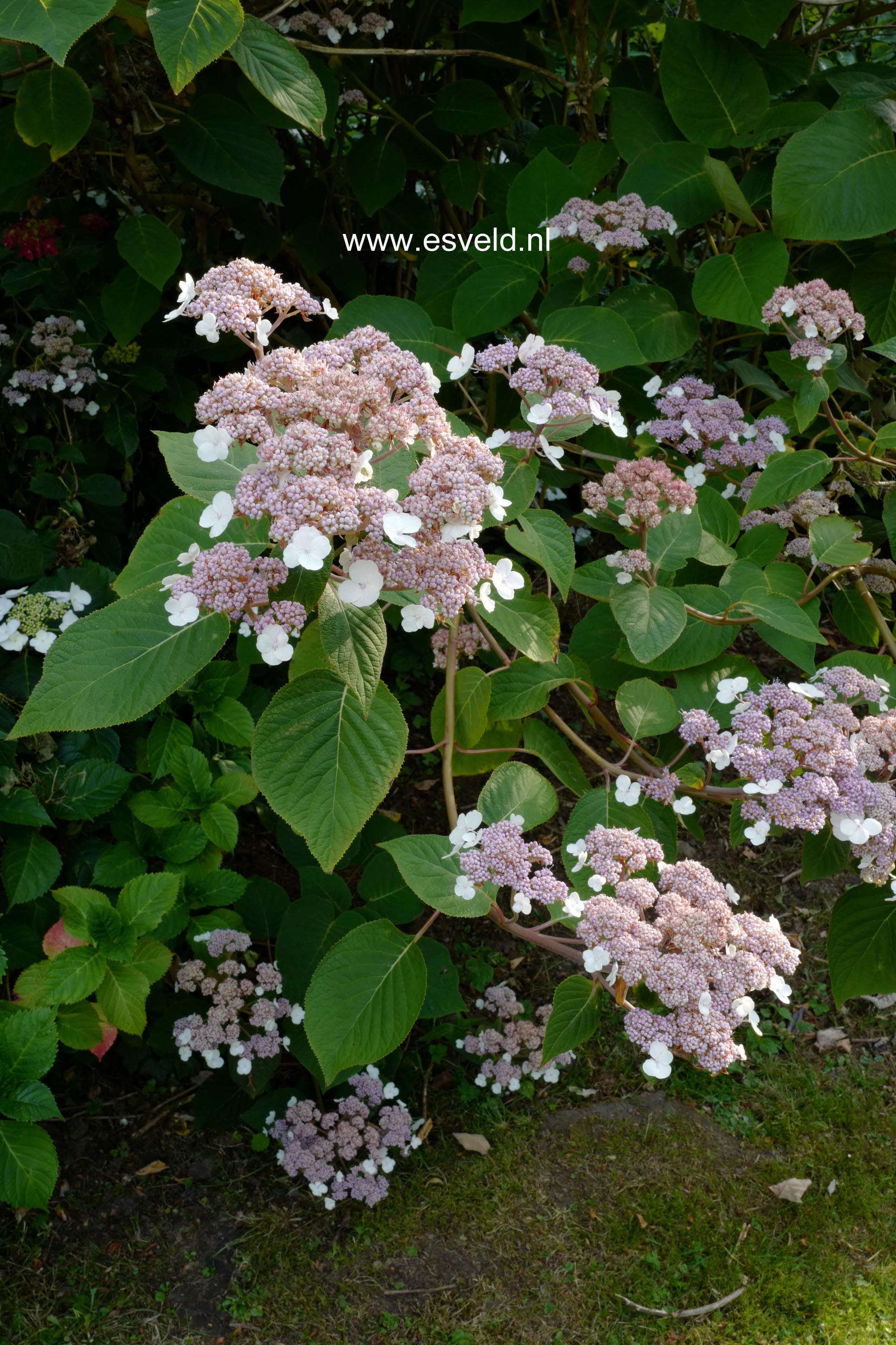 Hydrangea aspera strigosa
