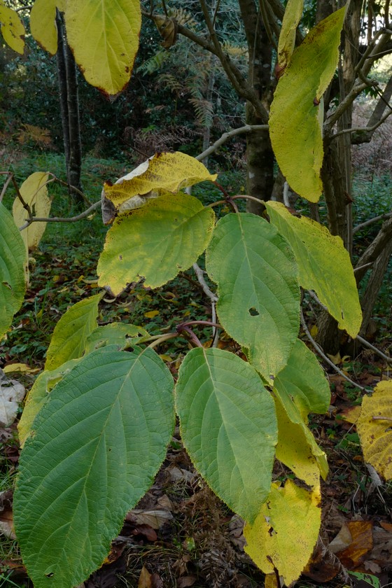 Hydrangea heteromalla