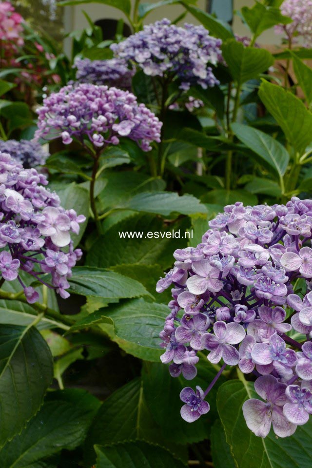 Hydrangea macrophylla 'Ayesha'