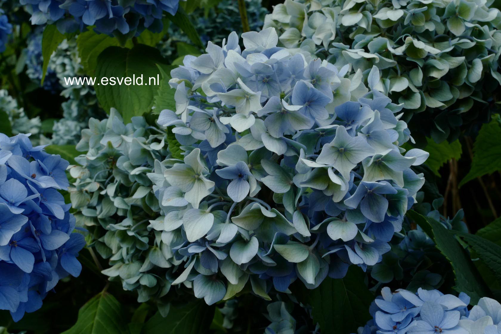 Hydrangea macrophylla 'Generale Vicomtesse de Vibraye'