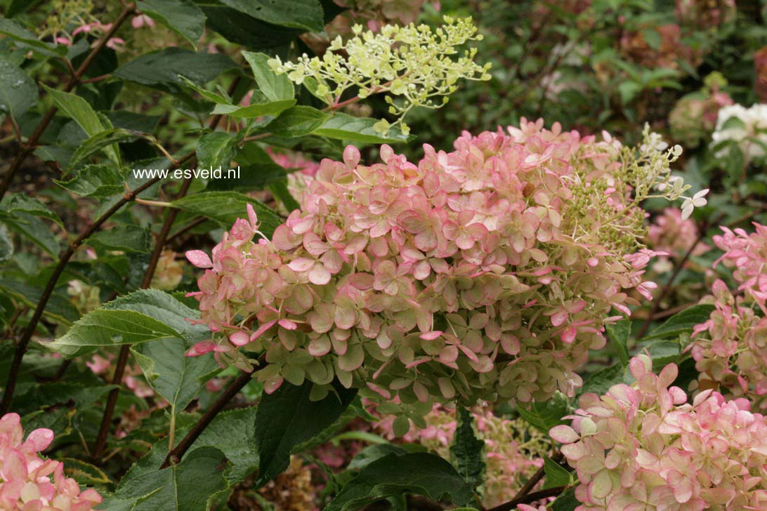 Hydrangea paniculata 'Phantom'