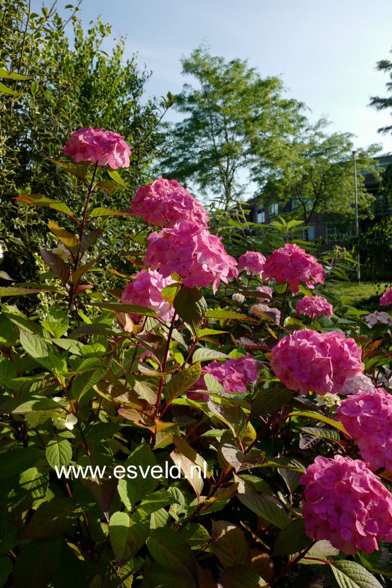 Hydrangea serrata 'Preziosa'