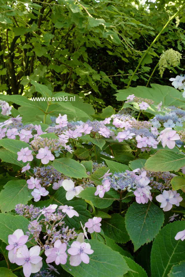 Hydrangea serrata 'Spreading Beauty'