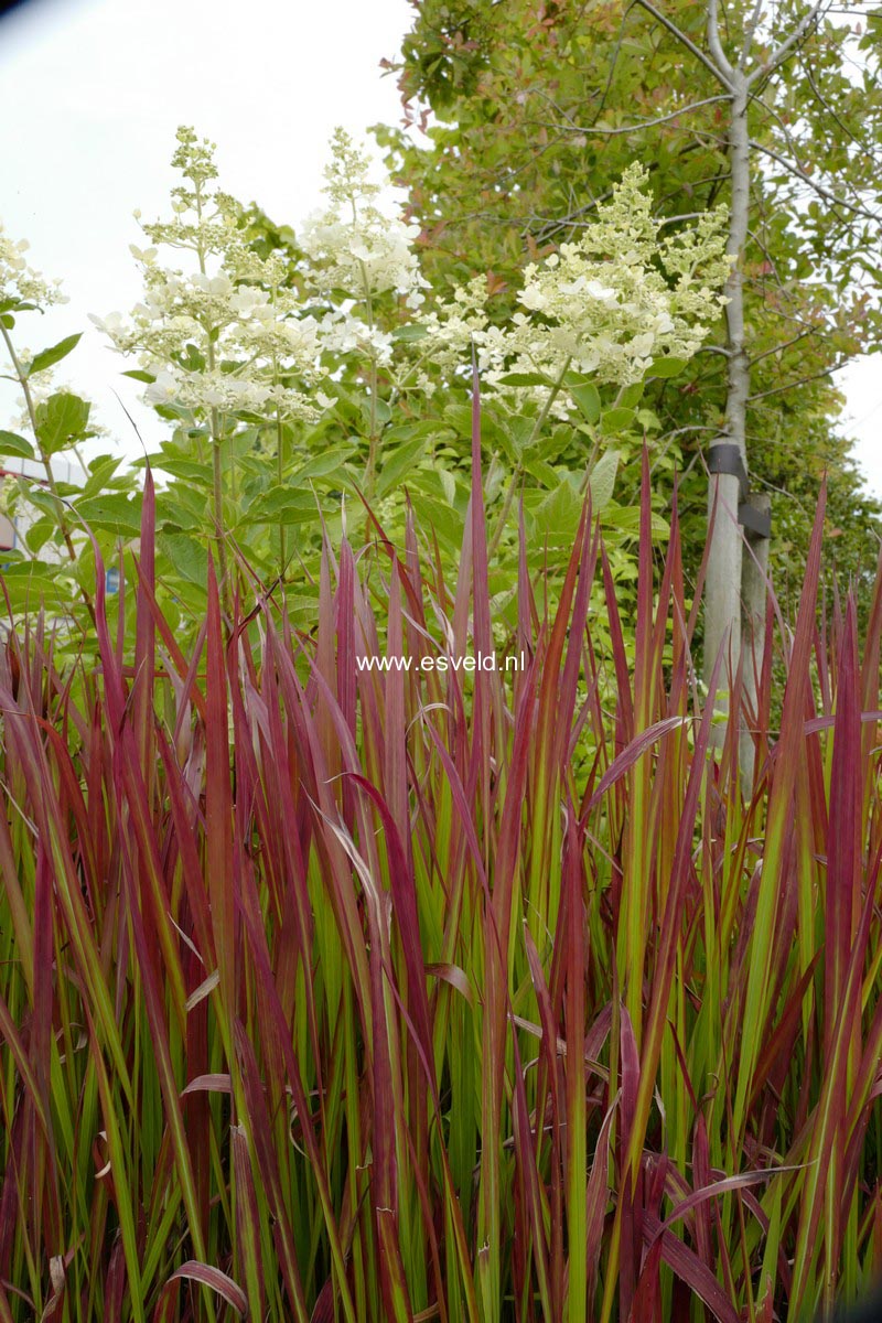 Imperata cylindrica 'Red Baron'
