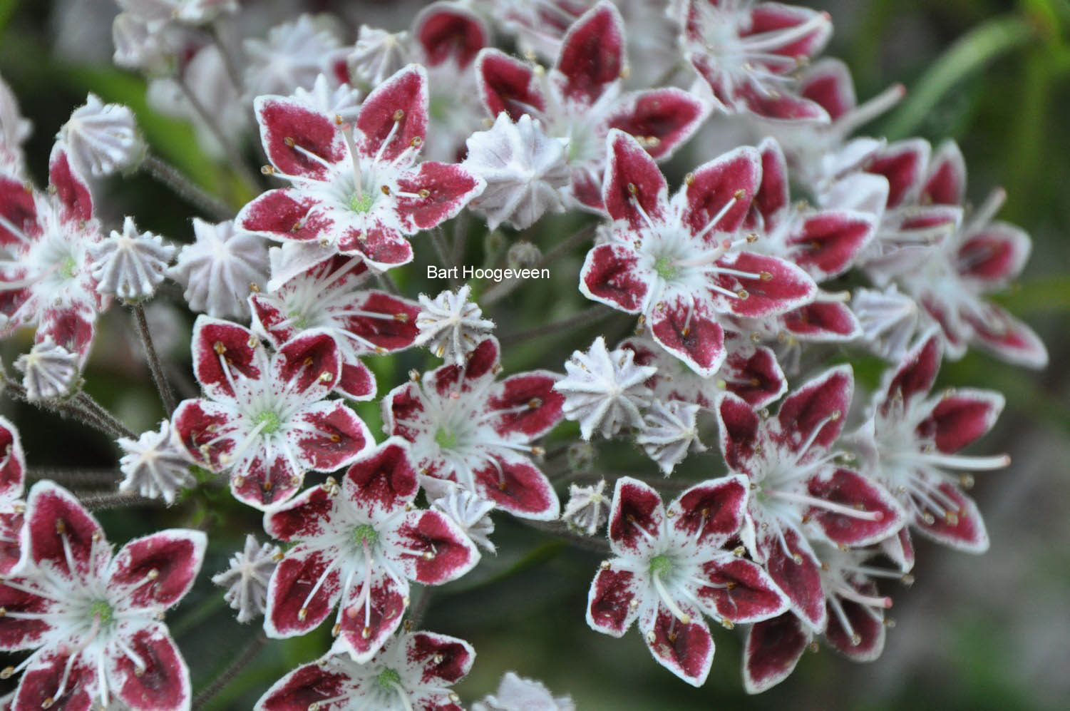 Kalmia latifolia 'Galaxy'