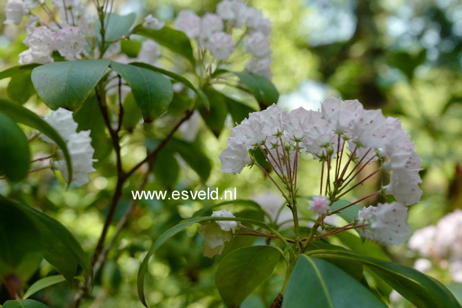 Kalmia latifolia