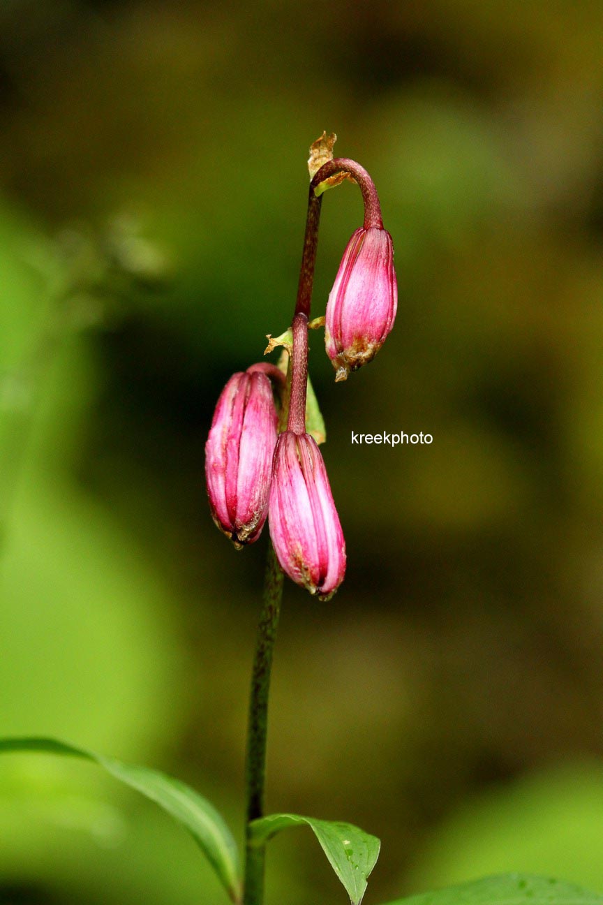 Lilium martagon