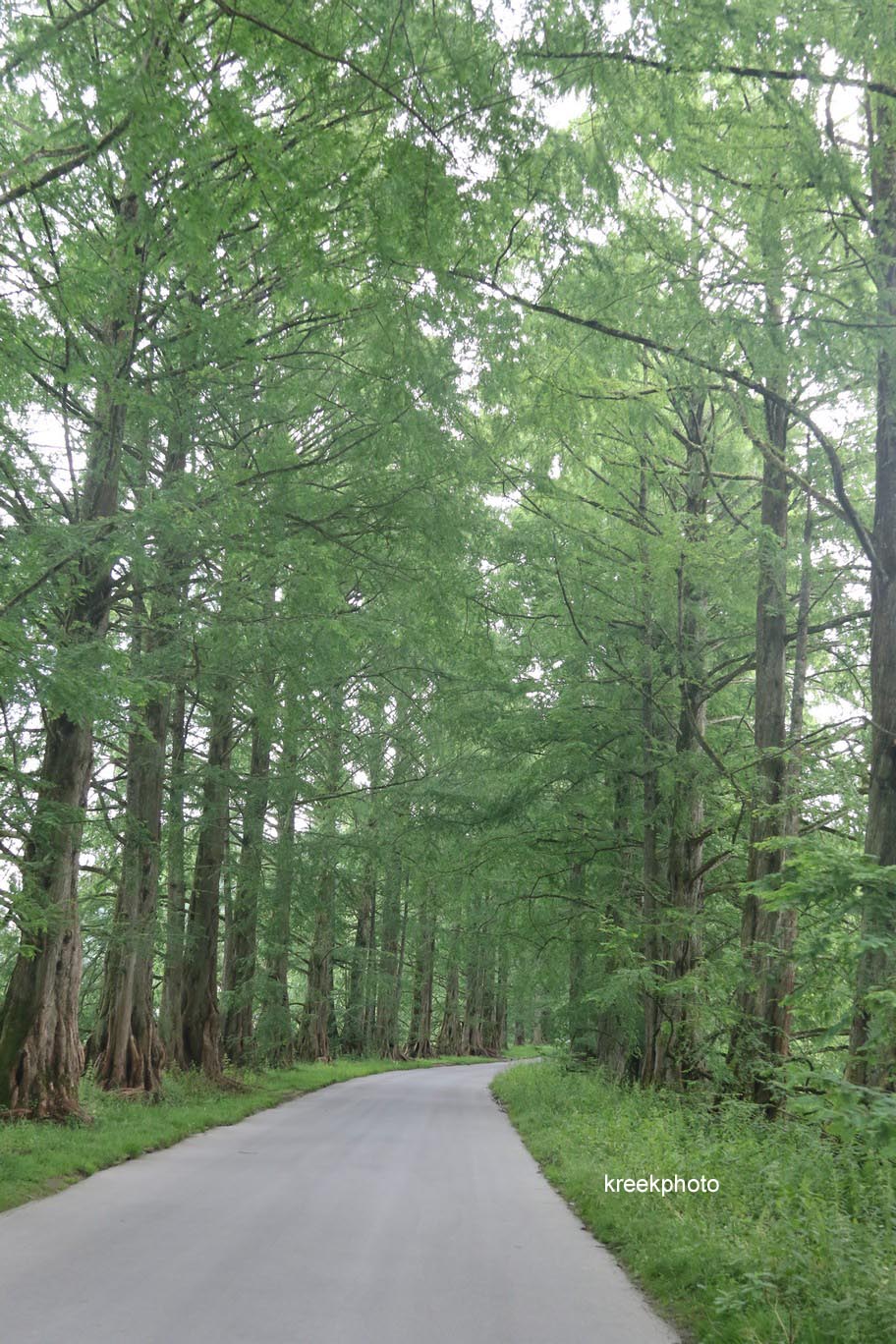 Metasequoia glyptostroboides