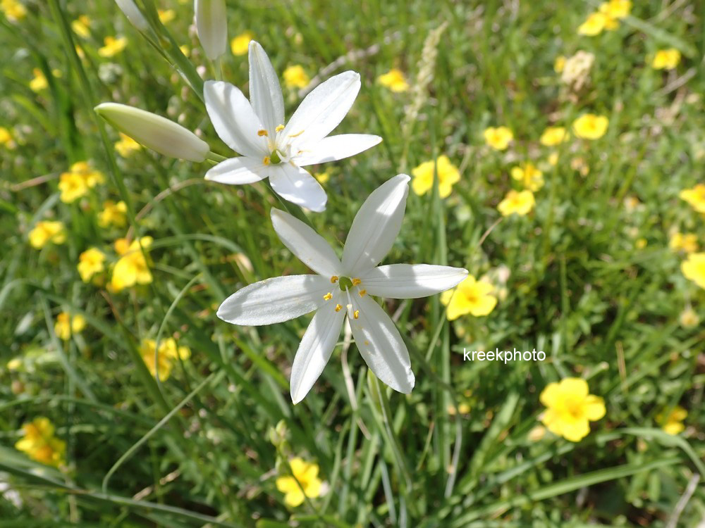 Paradisea liliastrum