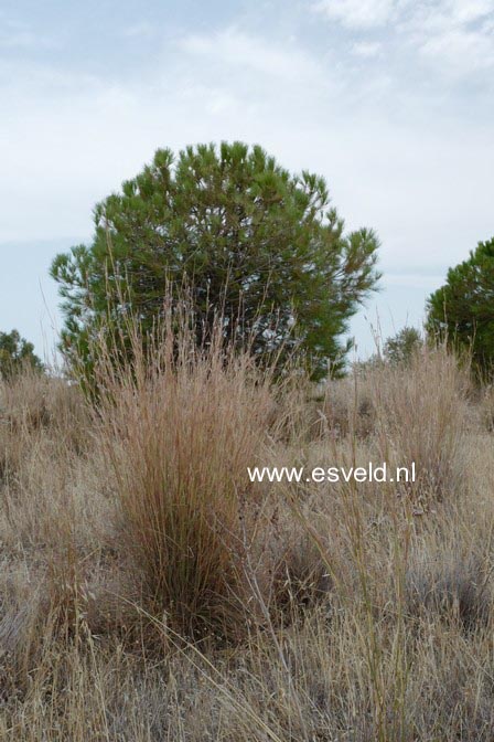 Pinus halepensis