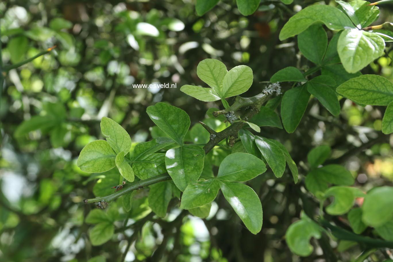 Poncirus trifoliata