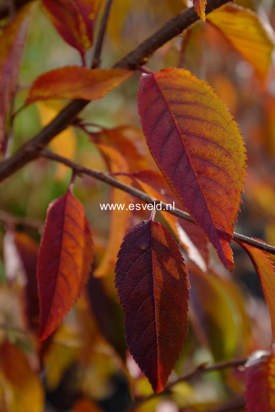 Prunus nipponica 'Felice'