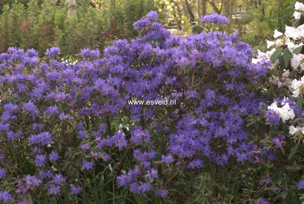 Rhododendron augustinii