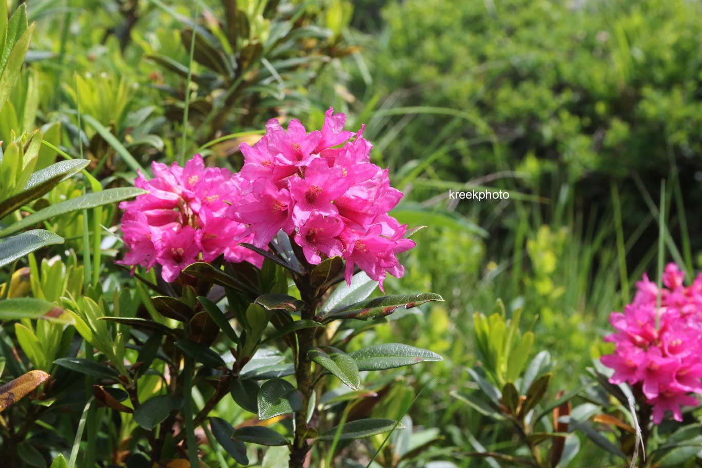 Rhododendron ferrugineum