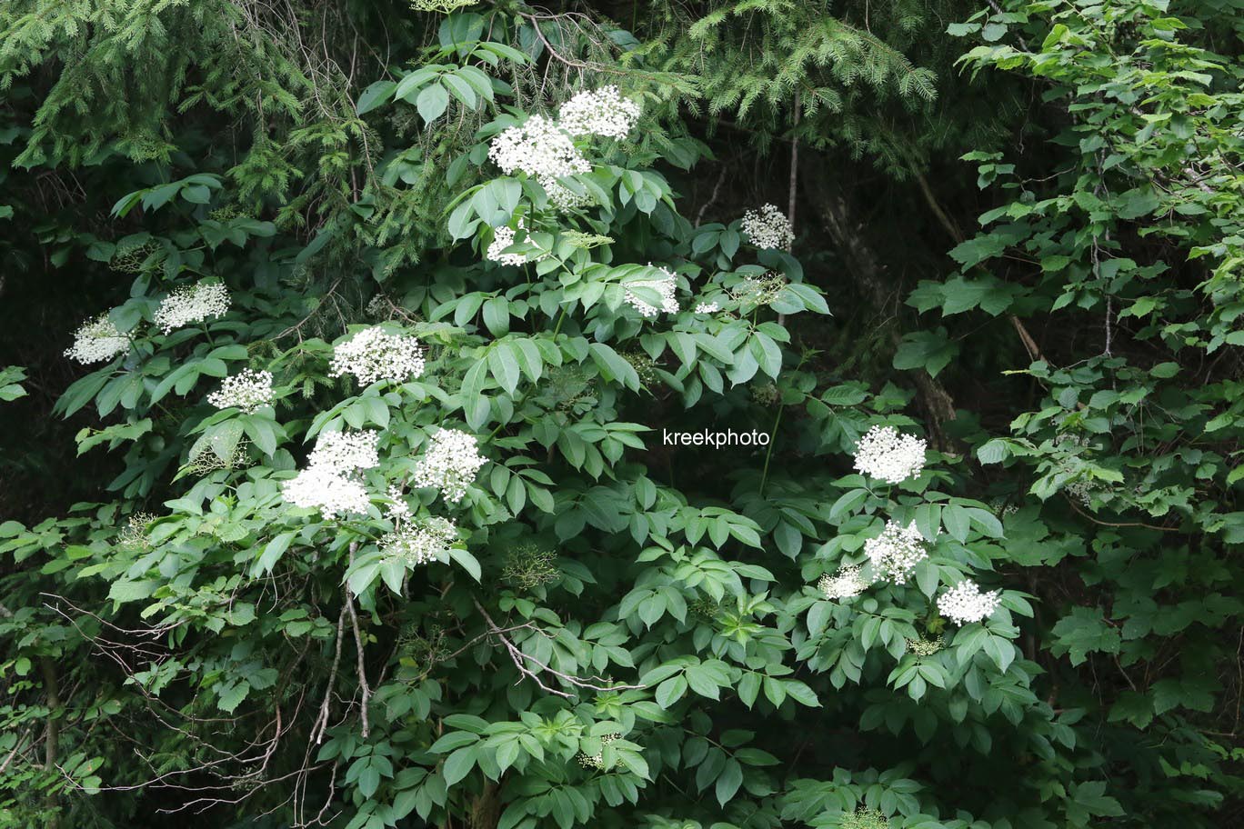 Sambucus nigra