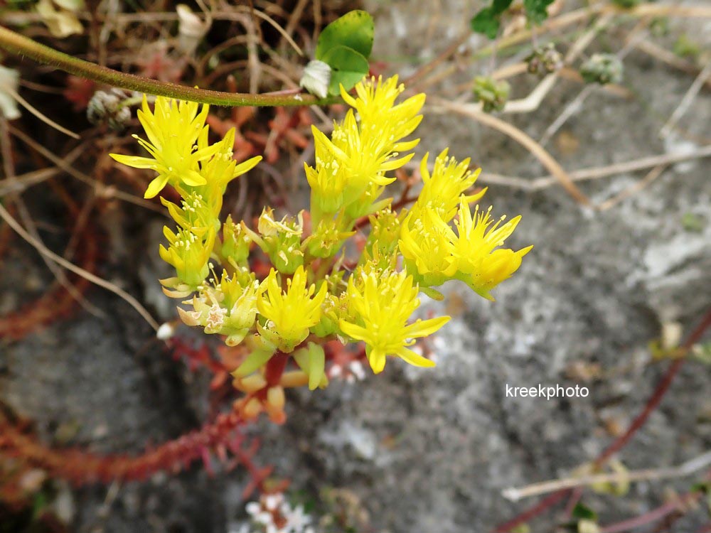 Sedum reflexum