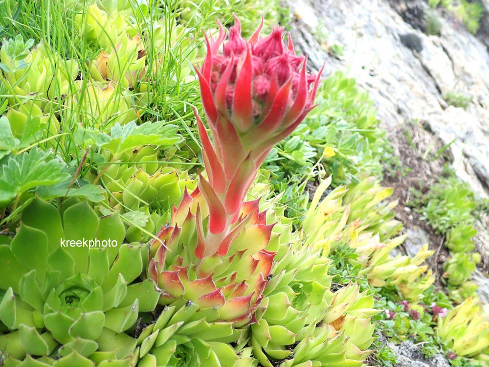 Sempervivum tectorum