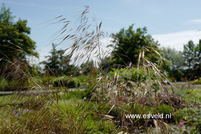 Stipa gigantea