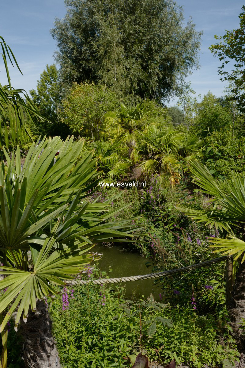 Trachycarpus fortunei