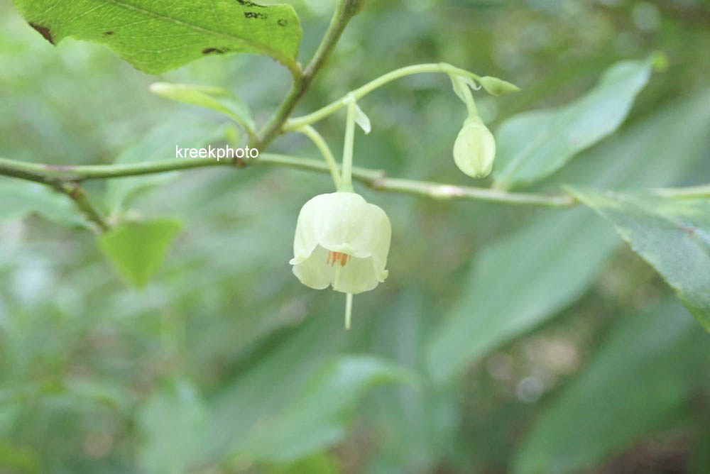 Vaccinium padifolium