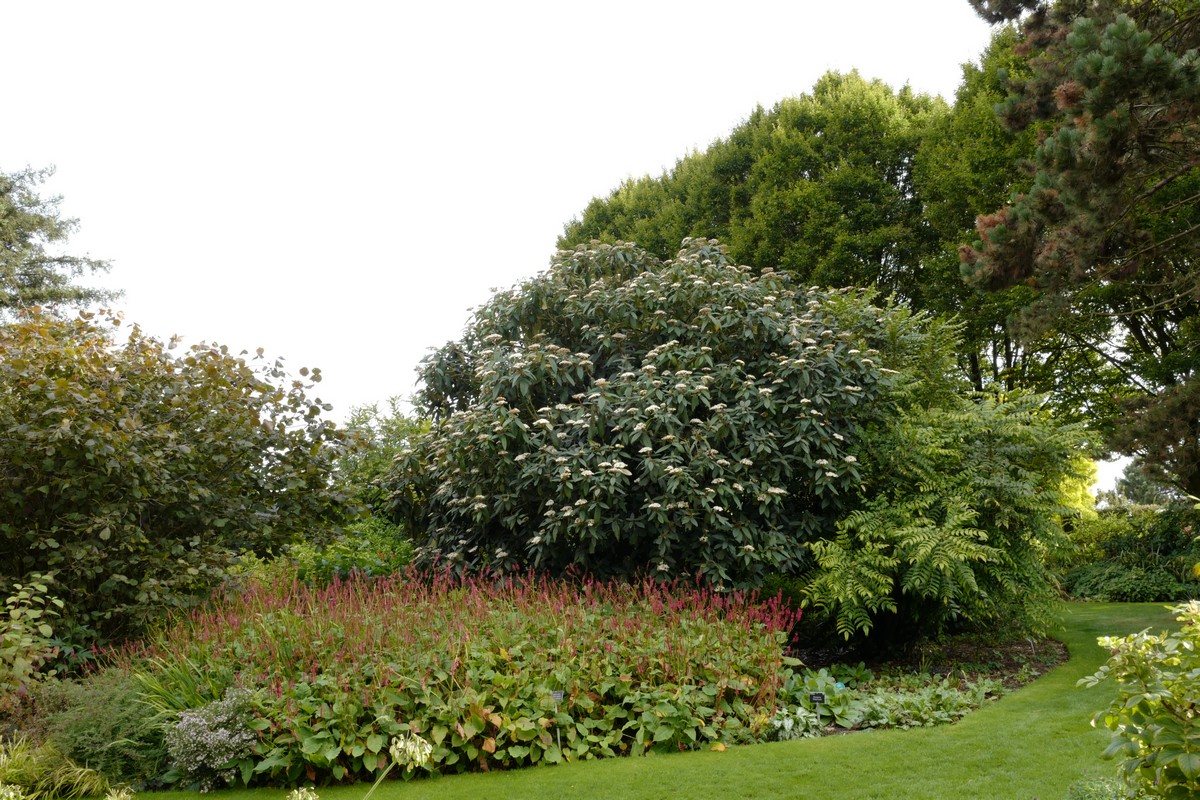 Viburnum rhytidophyllum