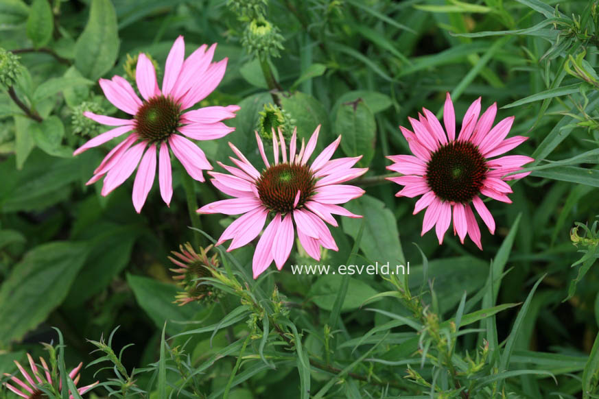 Echinacea purpurea 'Ruby Giant' (26781)