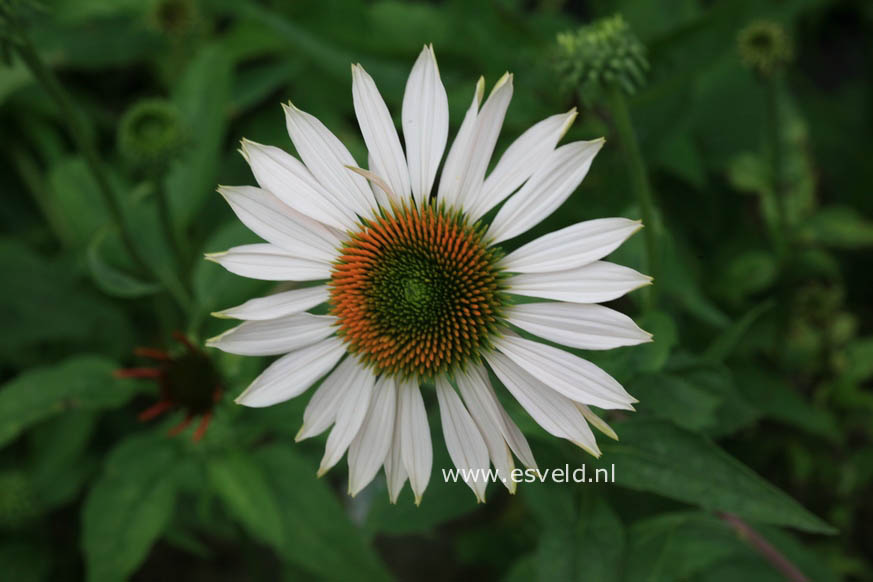 Echinacea purpurea 'Fragrant Angel'