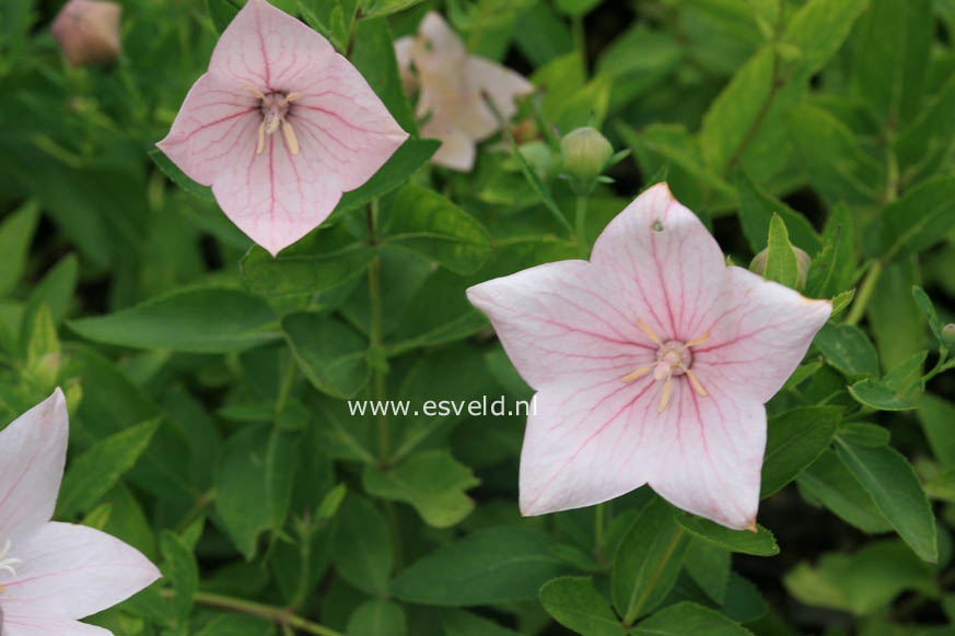 Platycodon grandiflorus 'Perlmutterschale' (26797)