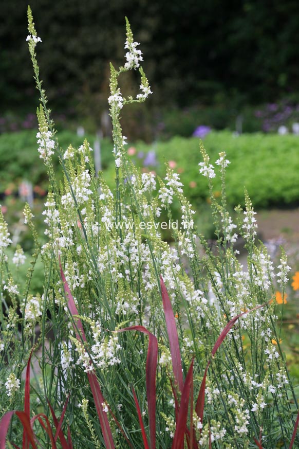 Linaria purpurea 'Springside White'